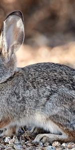 Animaux,Animal,Sauvage,Lapin