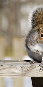 Animal,Railings,Handrail,Animals,Squirrel