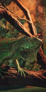 Animales,Animal,Reptil,Escamas,Escama,Iguana