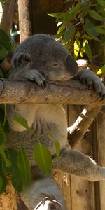 Animales,Hojas,Animal,Gracioso,Dormir,Soñar,Koala,Coala