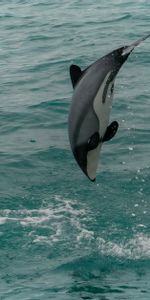 Éclabousser,Éclaboussure,Dauphin À Face Blanche,Animal,Animaux,Dauphin