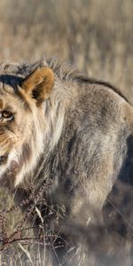 Colère,Gros Chat,Animaux,Agression,Fauve,Un Lion,Lion