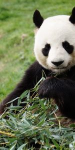 Animals,Animal,Bamboo,Panda,Funny