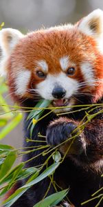 Animals,Animal,Bamboo,Red Panda