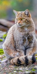 Animals,Animal,Brown,Wild Cat,Wildcat,Cat