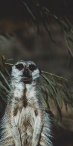 Animals,Animal,Cool,Worth,Surikat,Meerkat