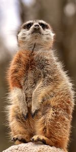 Animals,Animal,Cool,Worth,Surikat,Meerkat