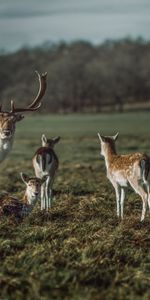 Trompetas,Herbívoro,Herbívoros,Animales,Animal,Ciervo,Cuernos