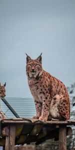 Animal,Animaux,Gros Chat,Iris,Fauve