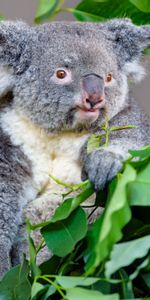 Feuilles,Faune,Animal,Koala,Animaux,Eucalyptus