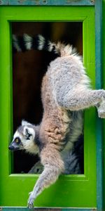 Animales,Animal,Gracioso,Lémur,La Puerta,Una Puerta