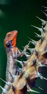 Animaux,Lézard,Les Épines,Chaussures À Pointes,Animal,Reptile