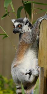 Animals,Animal,Nice,Sweetheart,Bamboo,Lemur