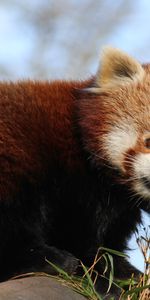 Animals,Animal,Nice,Sweetheart,Bamboo,Red Panda