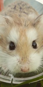 Animals,Animal,Nice,Sweetheart,Brown,Hamster