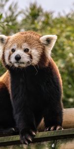 Agréable,Animal,Chéri,Petit Panda,Animaux,Panda Rouge