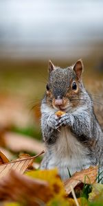 Animals,Animal,Nice,Sweetheart,Squirrel,Funny