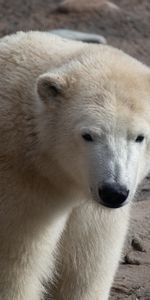 Animals,Animal,Polar Bear,Bear