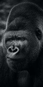 Animals,Animal,Primate,Gorilla