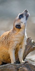 Animals,Animal,Profile,Rodent,Meerkat,Surikat