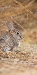 Animals,Animal,Rabbit,Grey