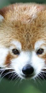 Animals,Animal,Red Panda,Eared,Eyes