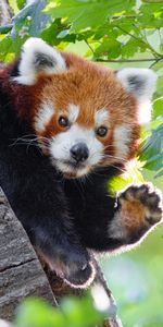 Animals,Animal,Red Panda,Paw,Funny