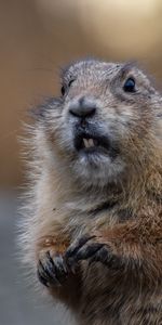 Animals,Animal,Rodent,Brown,Beaver