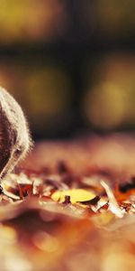 Animals,Animal,Squirrel,Autumn,Leaves