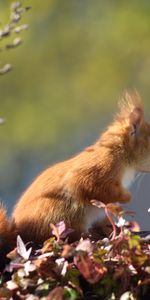 Animals,Animal,Squirrel,Foliage