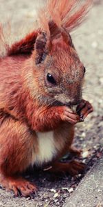 Animals,Animal,Sweetheart,Nice,Food,Squirrel