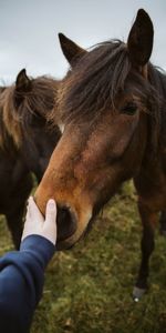 Animaux,Main,Toucher,Animal,Émouvant,Cheval