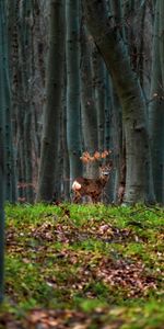 Animals,Animal,Trees,Forest,Deer