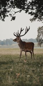 Animaux,Domaine,Champ,Faune,Animal,Cerf