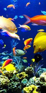 Animals,Aquariums,Fishes