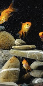 Animals,Art Photo,Fishes