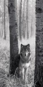 Animals,Art Photo,Wolfs