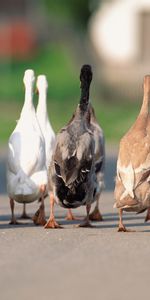 Animals,Asphalt,Flock,Geese