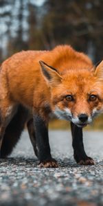 Animals,Asphalt,Opinion,Predator,Sight,Fox