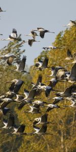 Grues,Forêt,Troupeau,Animaux,Automne