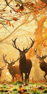 Animals,Autumn,Deers