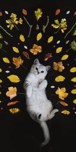 Animaux,Agréable,Chaton,Minou,Chéri,Feuillage,Automne