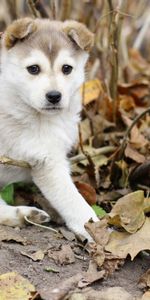 Feuilles,Additionner,Branches,Animaux,Chiot,Enfant,Automne