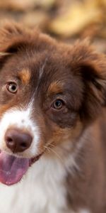 Feuilles,À Pois,Boutonneux,Vue,Opinion,Animaux,Chien,Automne