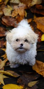 Animals,Autumn,Leaves,Fluffy,Puppy,Mud,Dirt