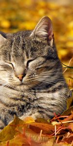 Animals,Autumn,Muzzle,Sleep,Nap,Doze,Leaves,Dream,Cat