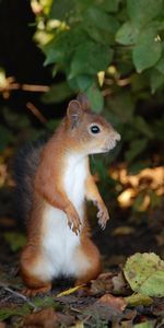 Animals,Autumn,Stand,To Stand,Squirrel,Leaves