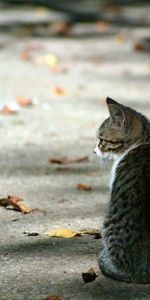 Animals,Autumn,Striped,Expectation,Waiting,Foliage,Cat