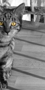 Animals,Autumn,Striped,Sight,Opinion,Bw,Chb,Cat