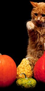 Animals,Background,Pumpkin,Cat